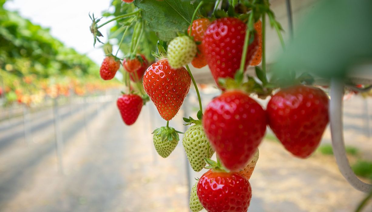 Erdbeeren auf einem Hochbeet.