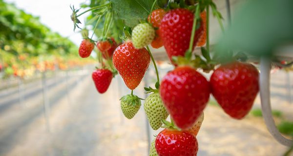 Erdbeeren auf einem Hochbeet.