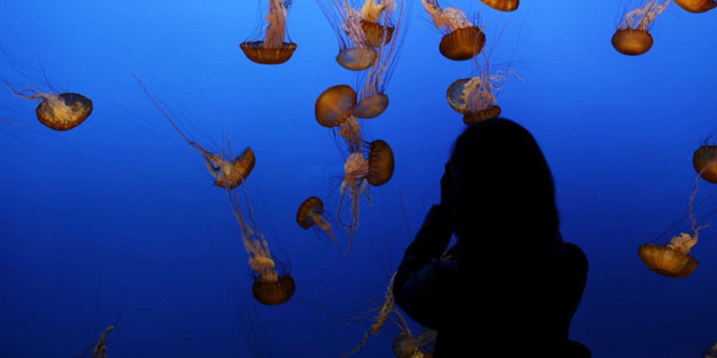 Für die Mucus-Schicht codieren Gene, die auch bei Nesseltieren zu finden sind.