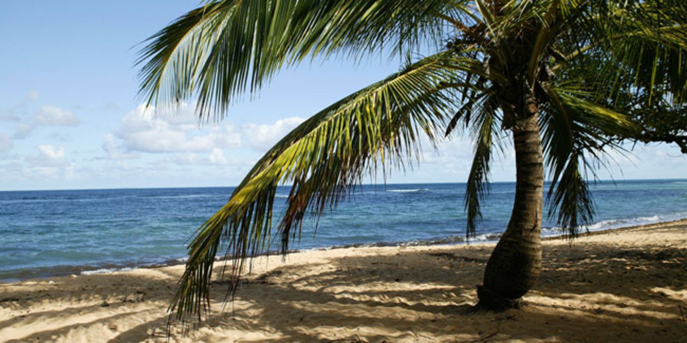 Strand mit Palme