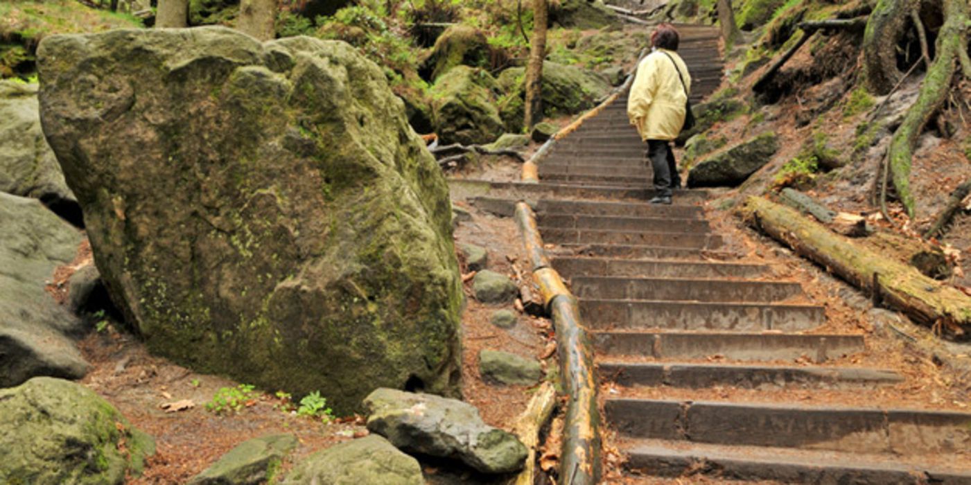 Rückansicht Frau mittleren Alters im gelben, langen Anorak, dunkle Hose, Tasche umgehängt, beim Hochsteigen einer Treppe im herbstlichen Wald