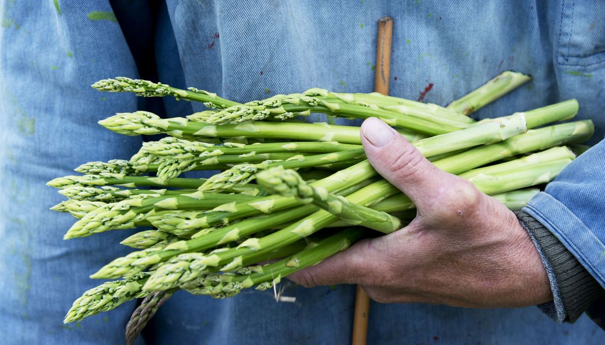 Mann, hält einige Stangen Spargel in der Hand.