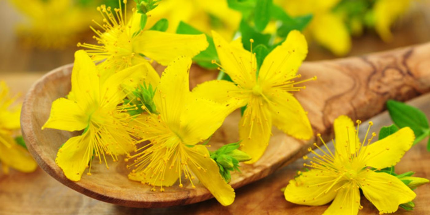 Johanniskrautblüten auf einem Holzlöffel