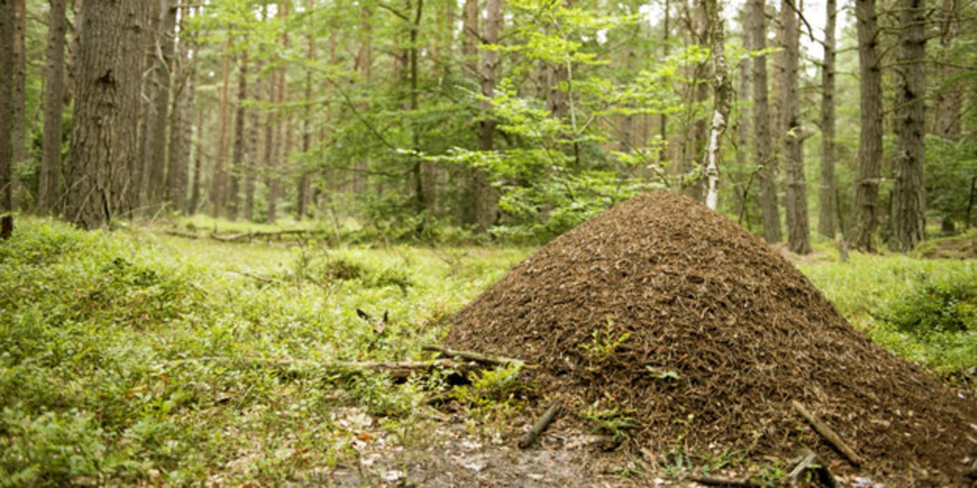 Ameisenhaufen im Wald