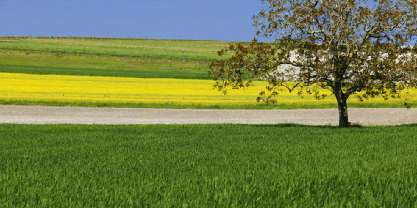 Blühender Baum mit Rapsfeld