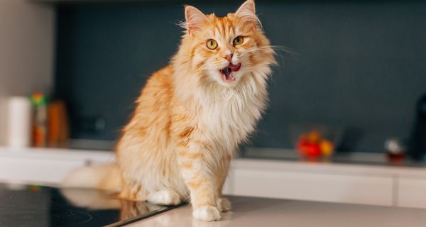 Katze, sitzt in der Küche auf einer Arbeitsplatte.