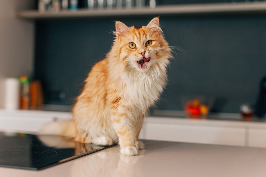 Katze, sitzt in der Küche auf einer Arbeitsplatte.