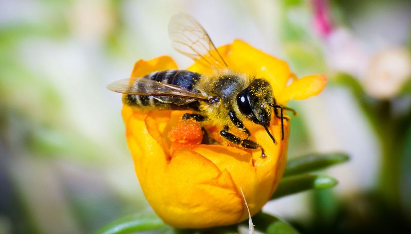 Was genau ist Propolis und was kann der Stoff?