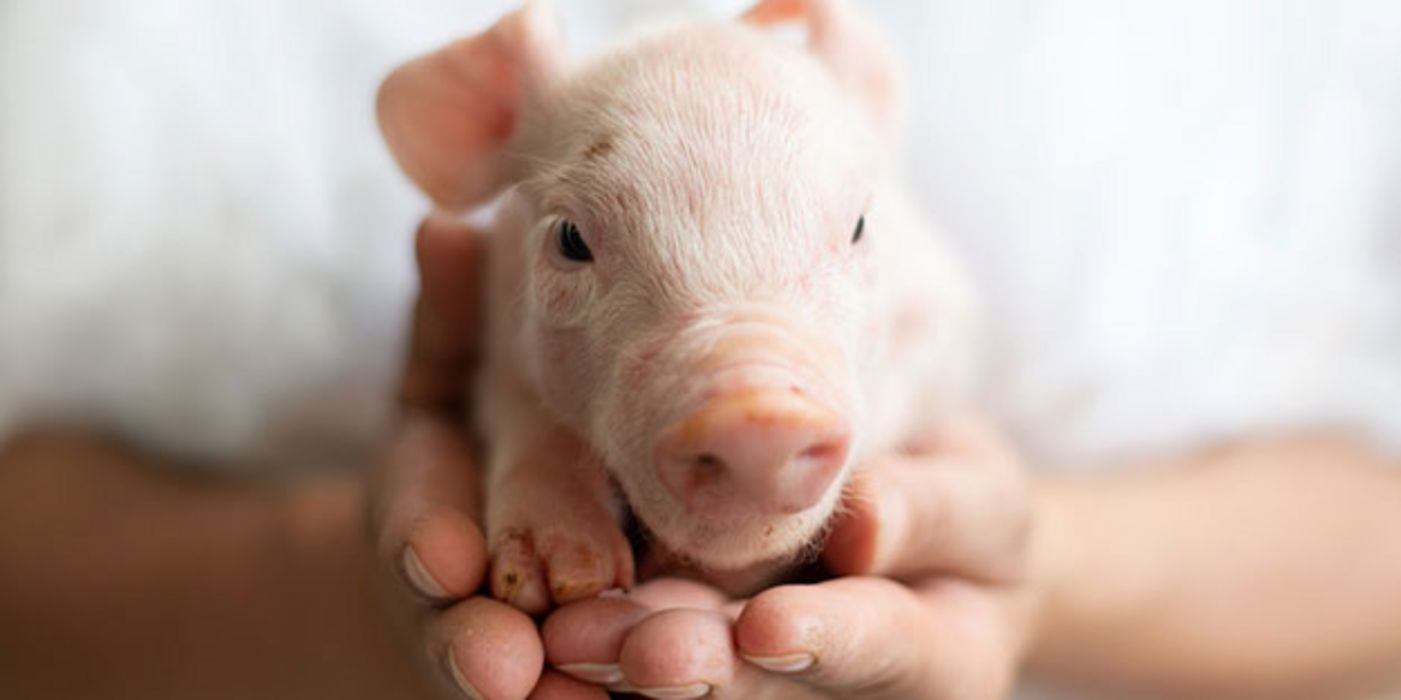 Der Anblick von Tierbabys mindert die Lust auf Fleisch.