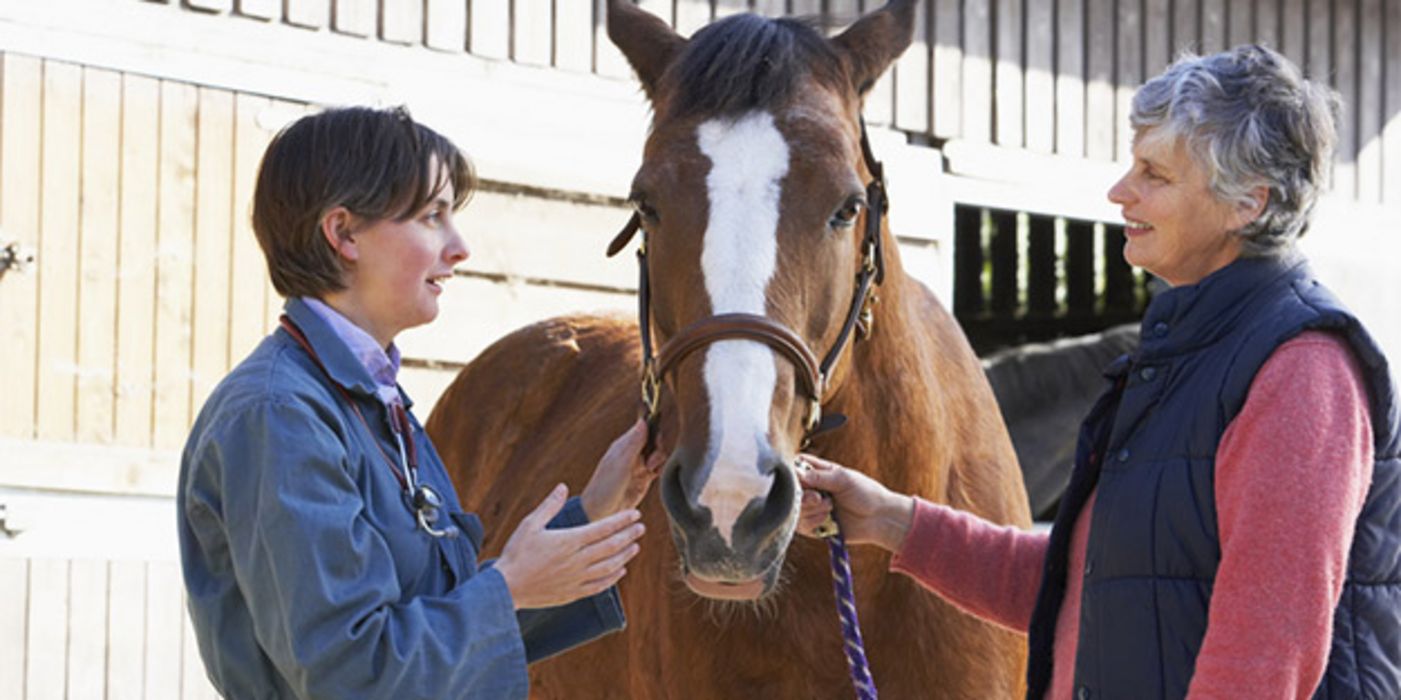 Reiten beschleunigt die Genesung nach einem Schlaganfall.