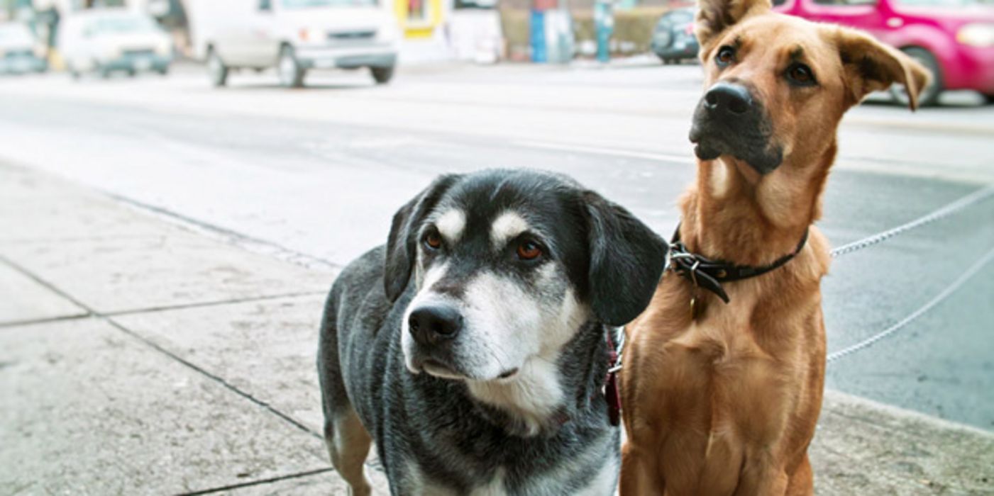 Hunde in der Stadt