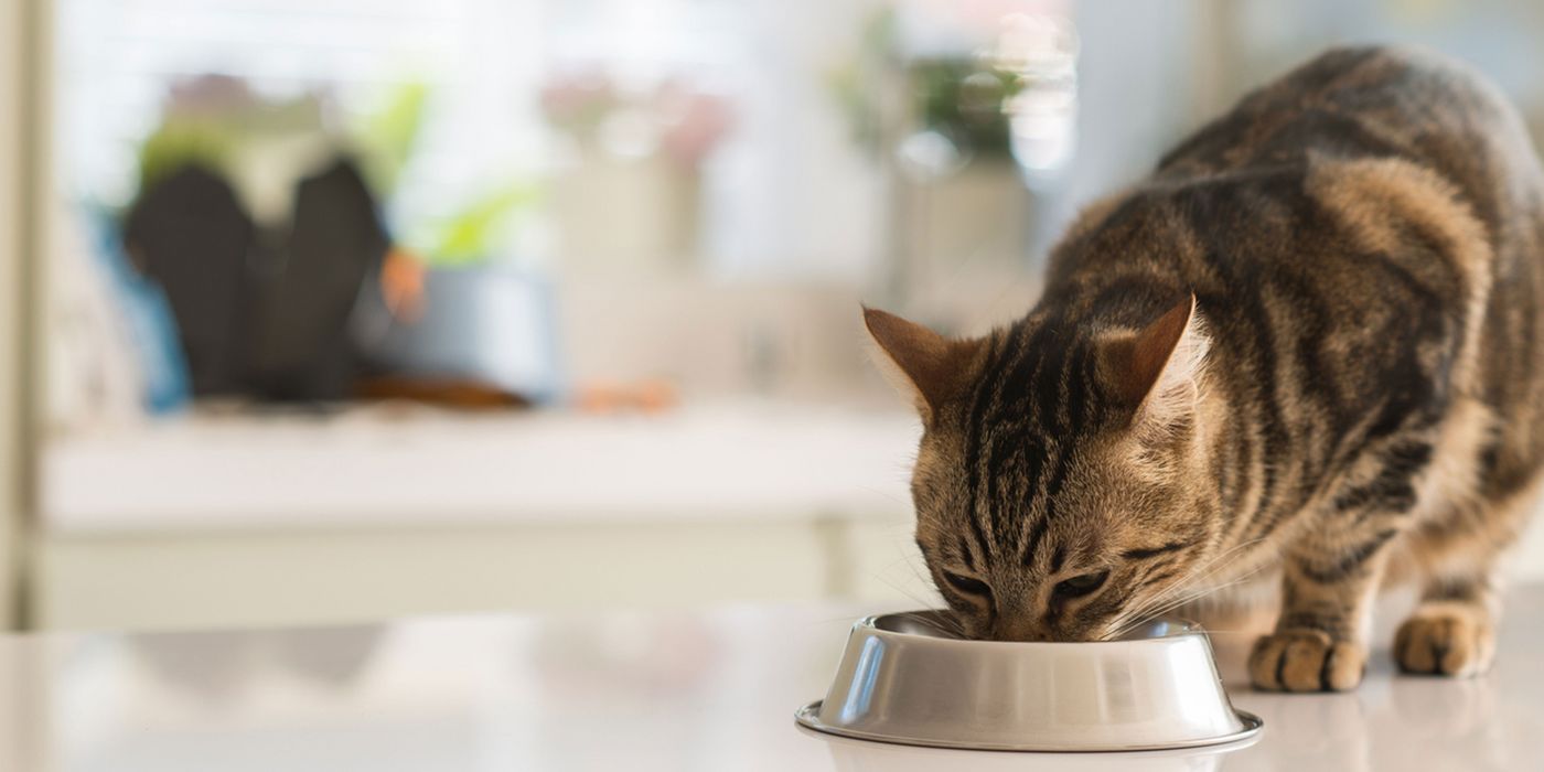 Auch Hunde und Katzen können an Diabetes erkranken. 