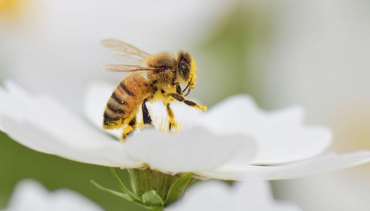 Honigbiene auf einer weißen Blüte.