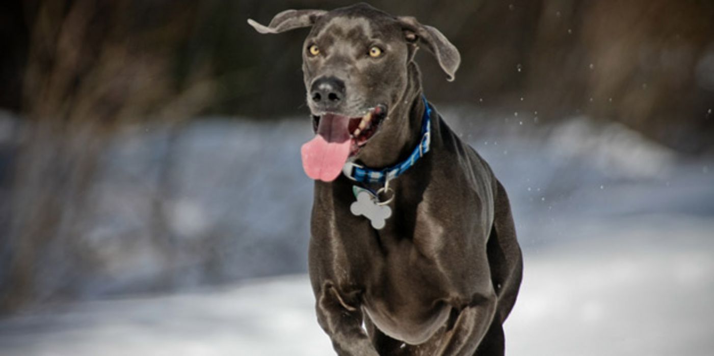 Jagdhund mit schwarzglänzendem kurzem Fell, fliegenden Ohren und hängender Zunge rennt ins Bild.