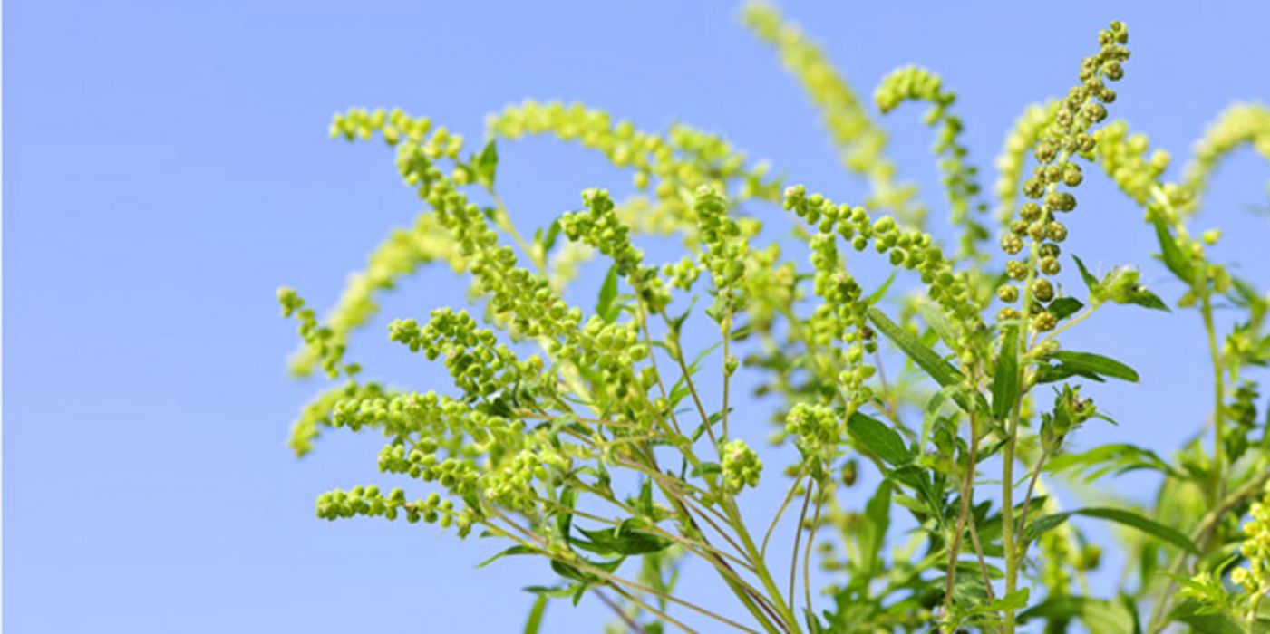 Ambrosia ist für Allergiker ein wahrer Alptraum.