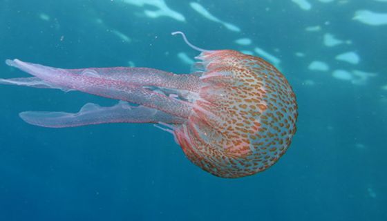 Die Leuchtqualle (Pelagia noctiluca) findet sich im Mittelmeer und in den wärmeren Teilen des Atlantiks.