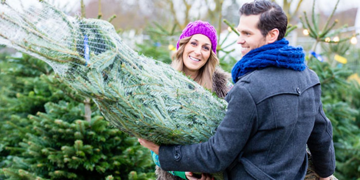 Wie man einen Weihnachtsbaum zum Transport richtig sichert.