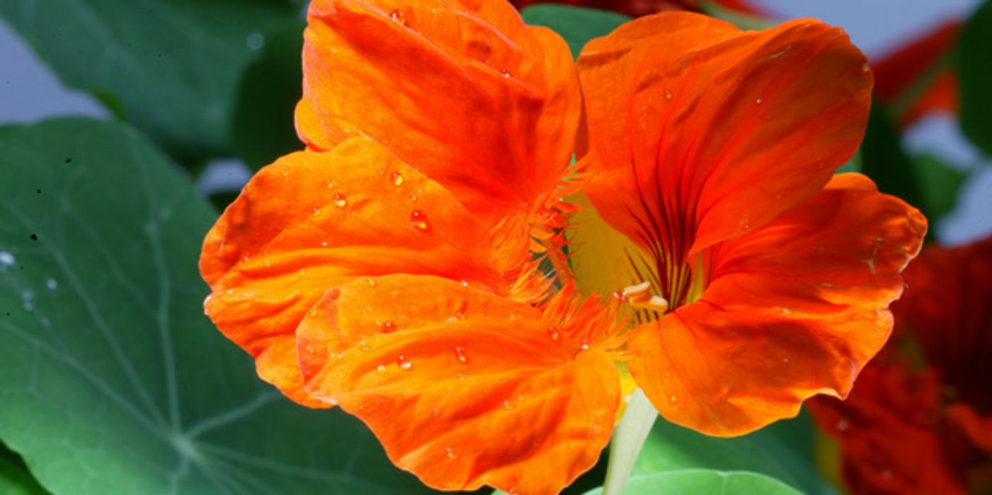 Orangfarbene Blüte der Großen Kapuzinerkresse