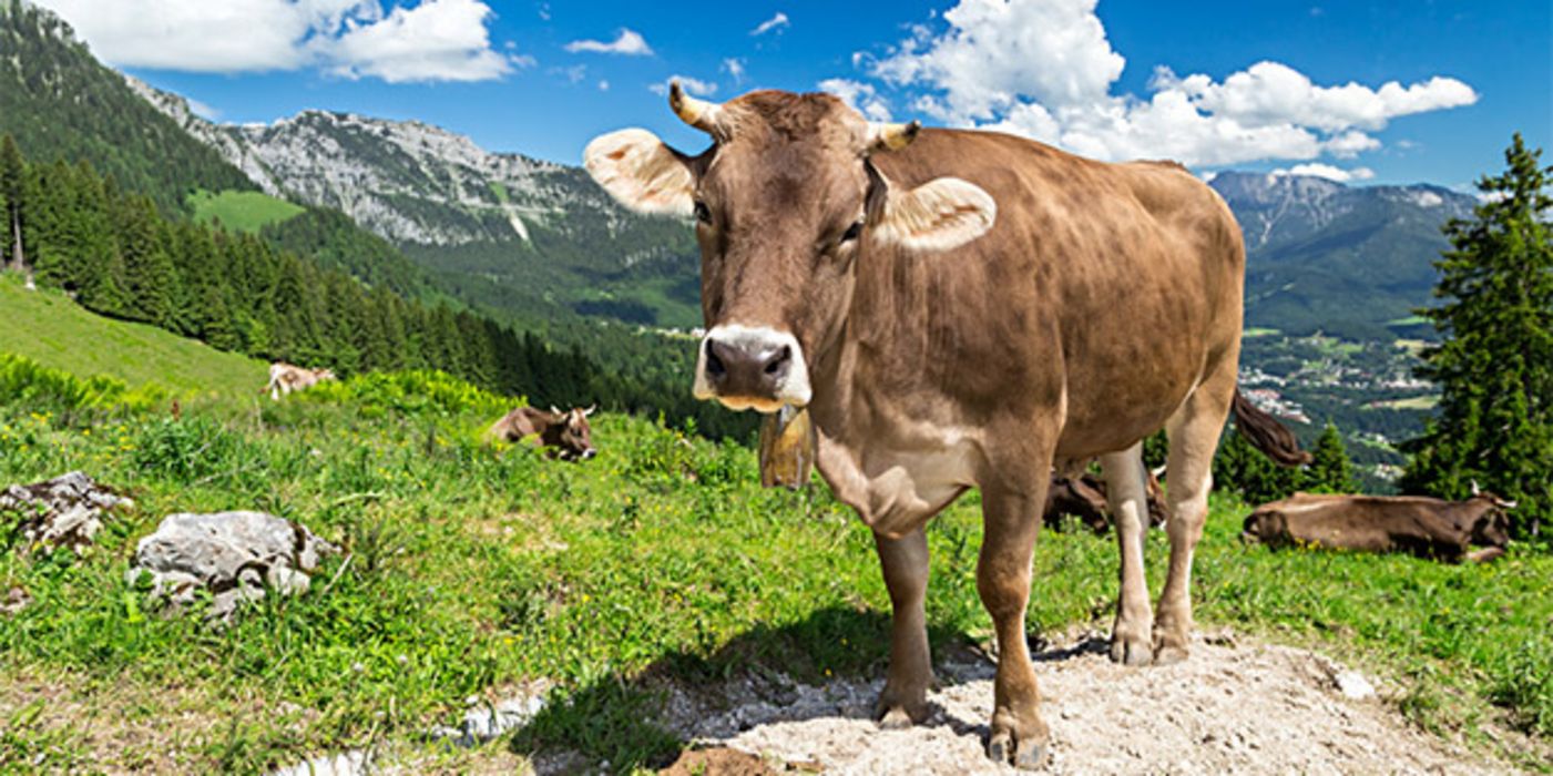 Bei der Tierhaltung werden Antibiotika nicht nur zur Behandlung von bakteriellen Infektionen eingesetzt. 