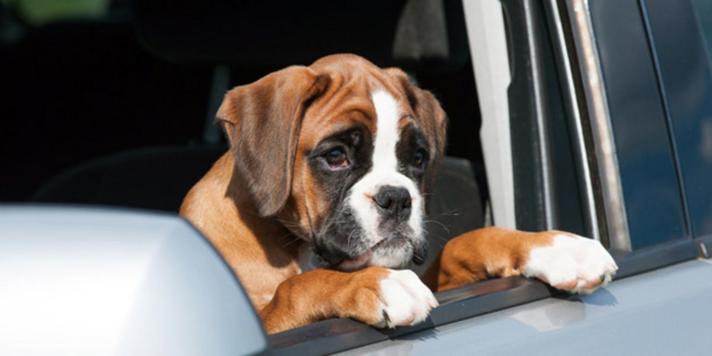 Hundewelpe schaut aus Autofenster.