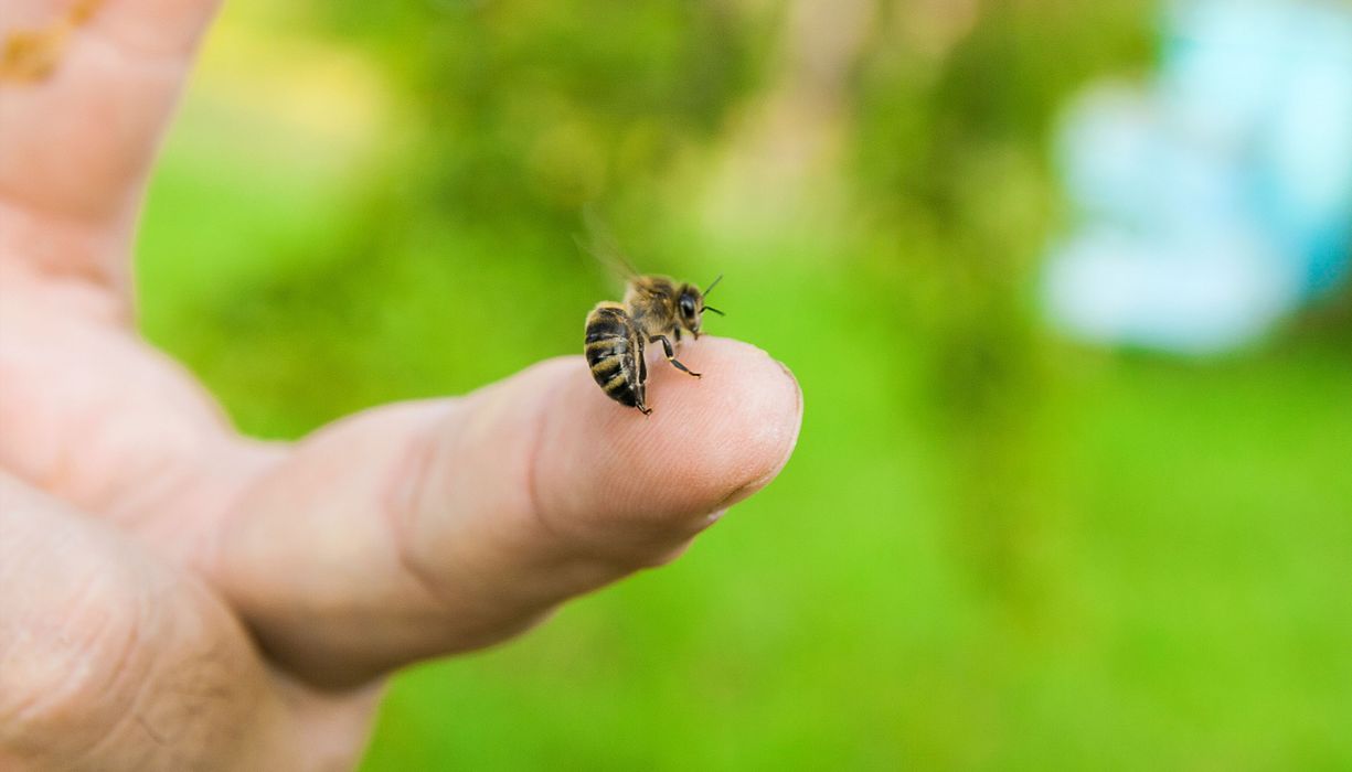 Biene, sitzt auf dem Finger einer Person.