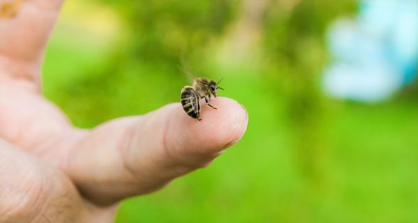 Biene, sitzt auf dem Finger einer Person.