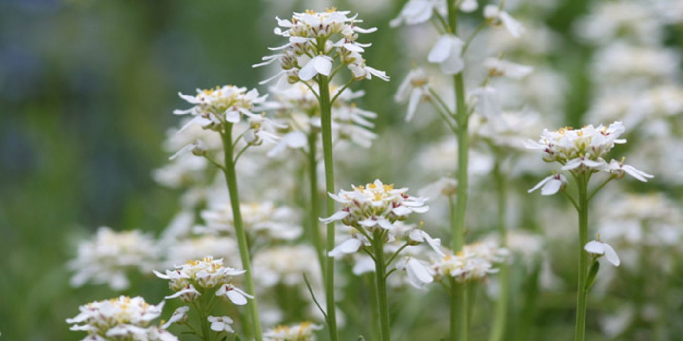 Bittere Schleifenblume mit weißen Blüten.