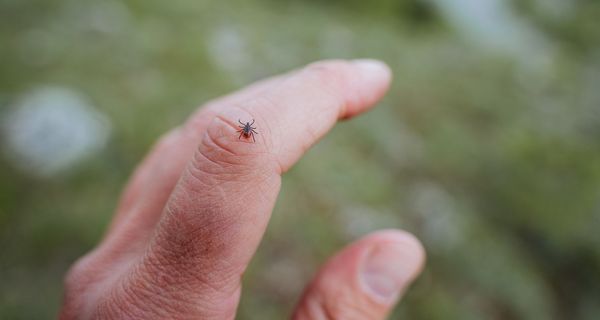 Zecke, sitzt auf dem Finger eines Mannes.