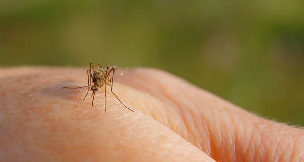 Stechmücke auf der Hand.