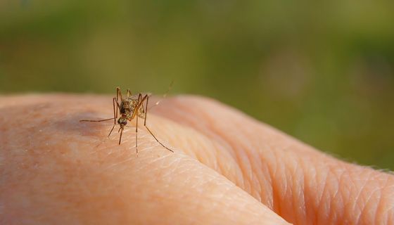 Stechmücke auf der Hand.