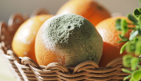 Verschimmelte Orange neben anderen in einem Weidenkorb.