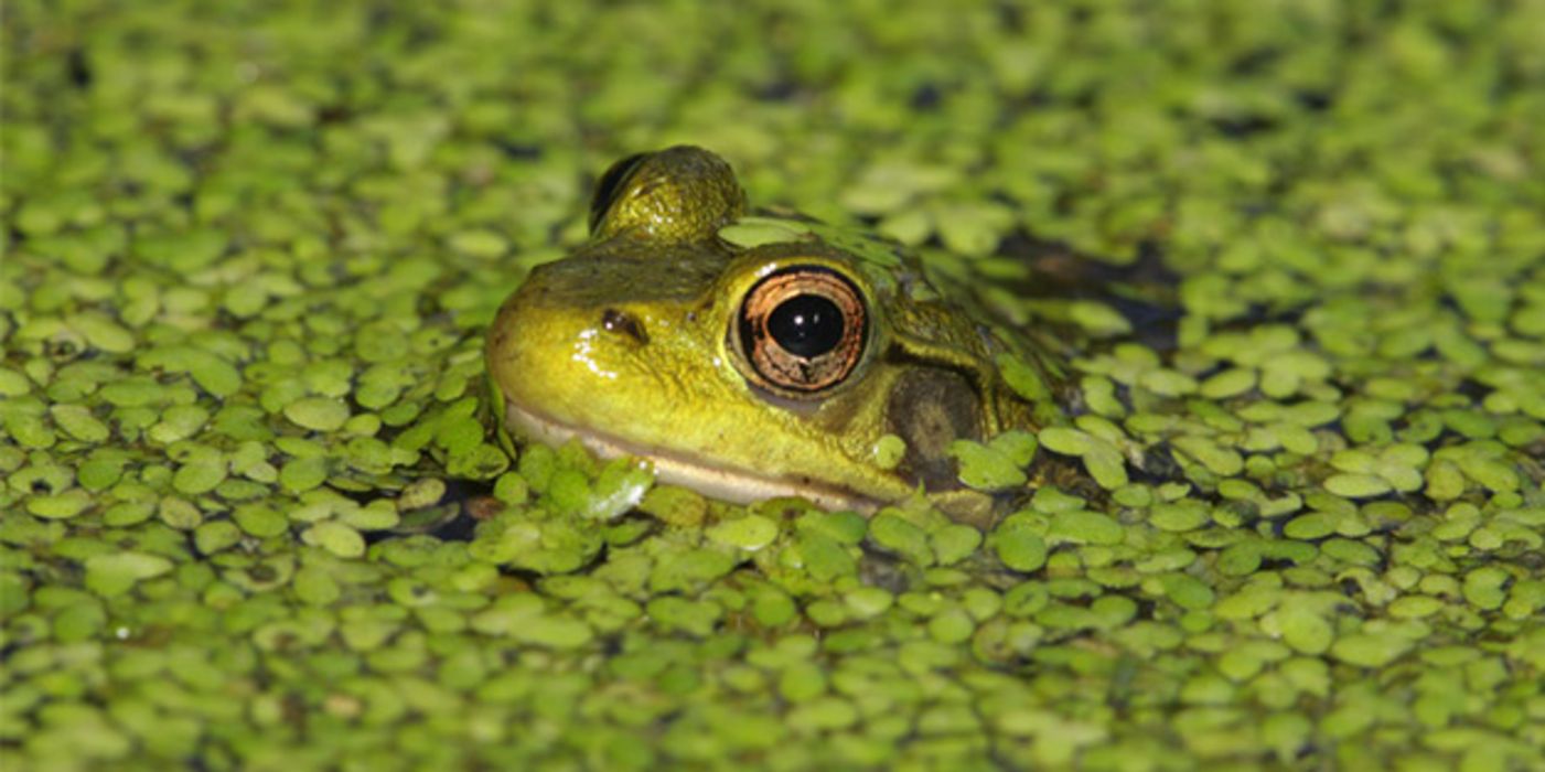 Außer für Frösche, Enten und andere Wasserbewohner war die "Entengrütze" bisher hierzulande kaum interessant.