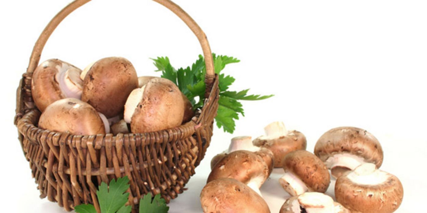 Frisch gesammelte Champignons