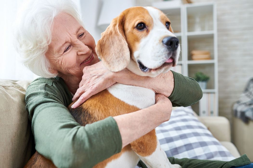 Seniorin mit einem Beagle auf ihrem Schoß.