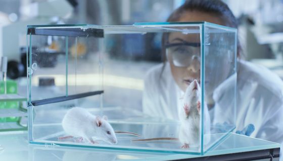 Wissenschaftlerin blickt in ein Terrarium mit zwei Mäusen.