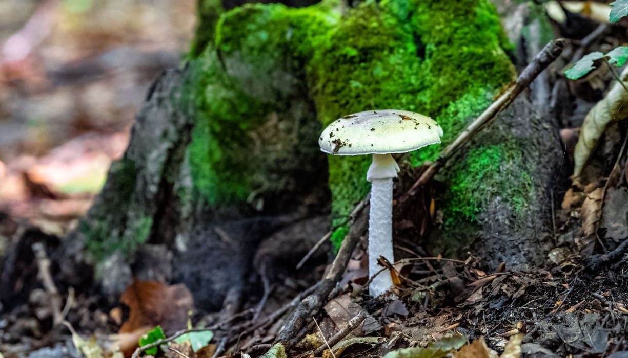 Grüner Knollenblätterpilz im Wald.