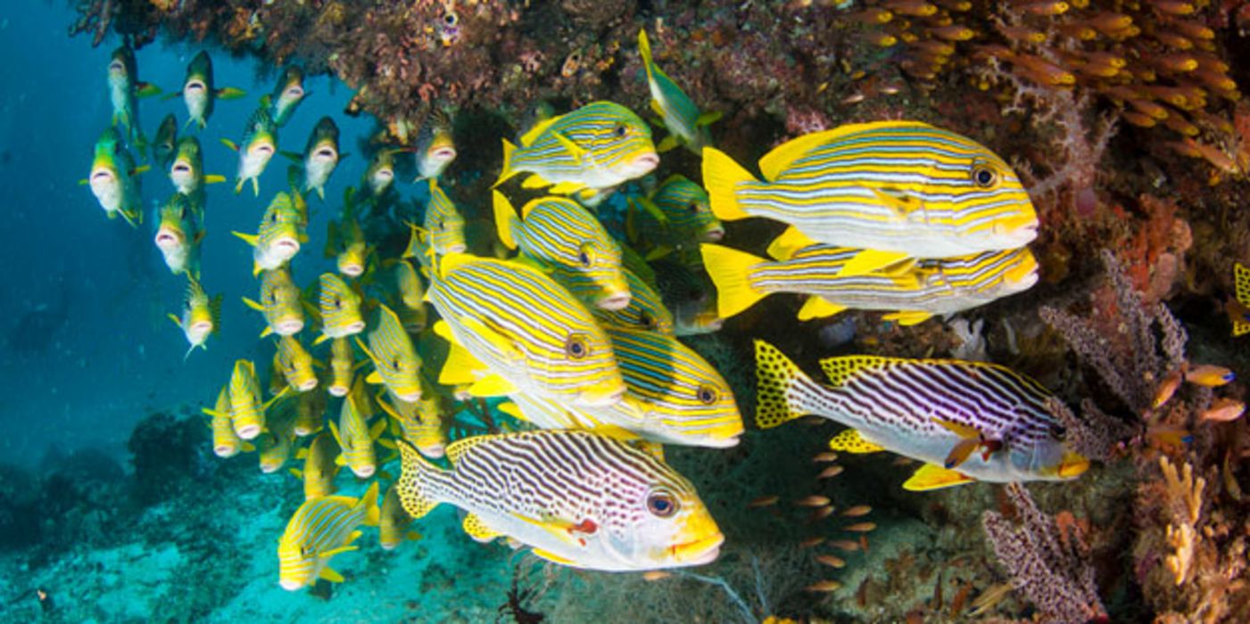 Aus Fisch-Schleim könnte sich Antibiotika herstellen lassen.