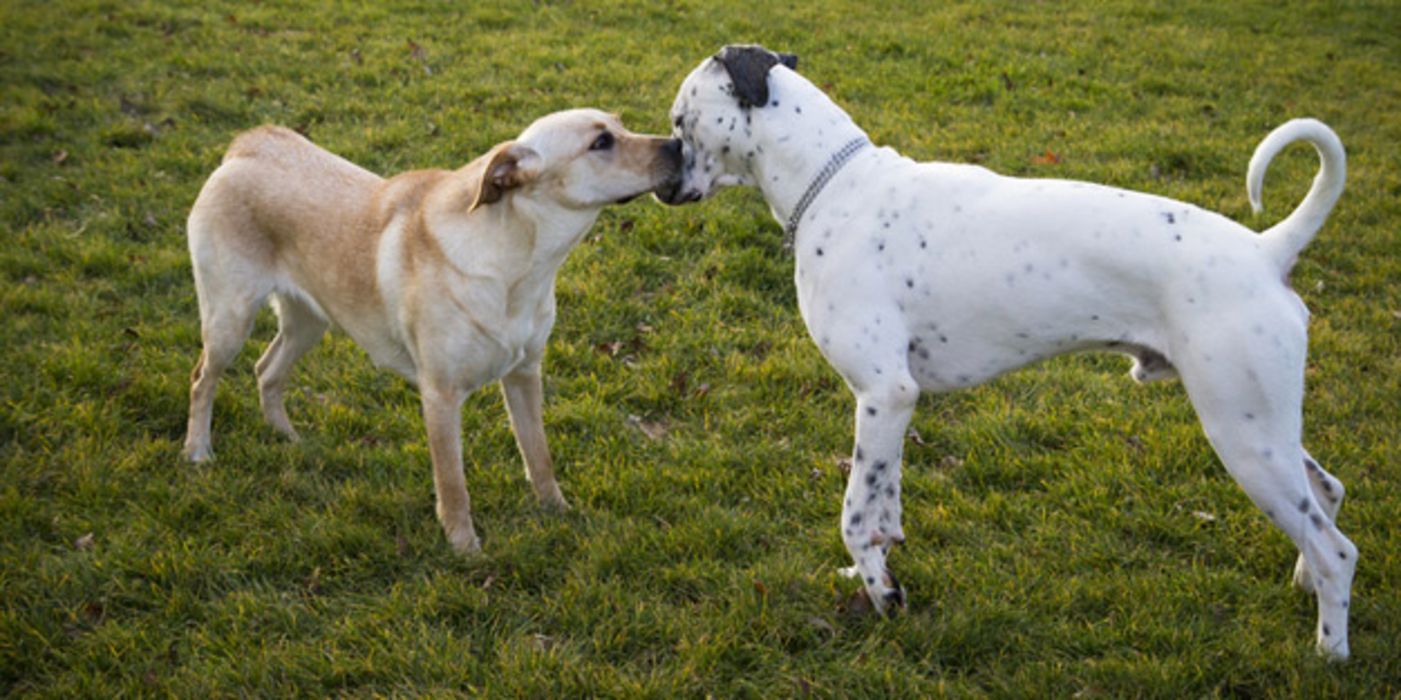 Zwei Hunde beschnuppern sich mit wedelnden Schwänzen auf einer Wiese