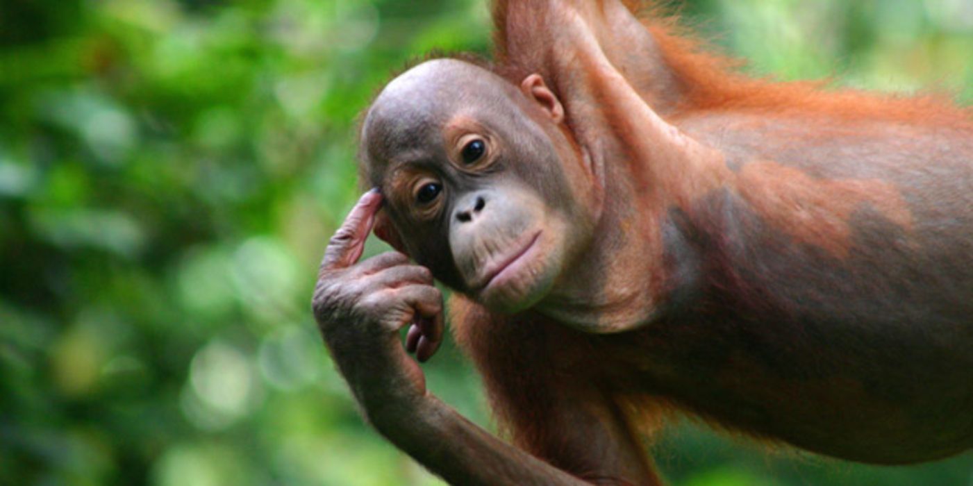 Orang Utan hängt an einem Ast.