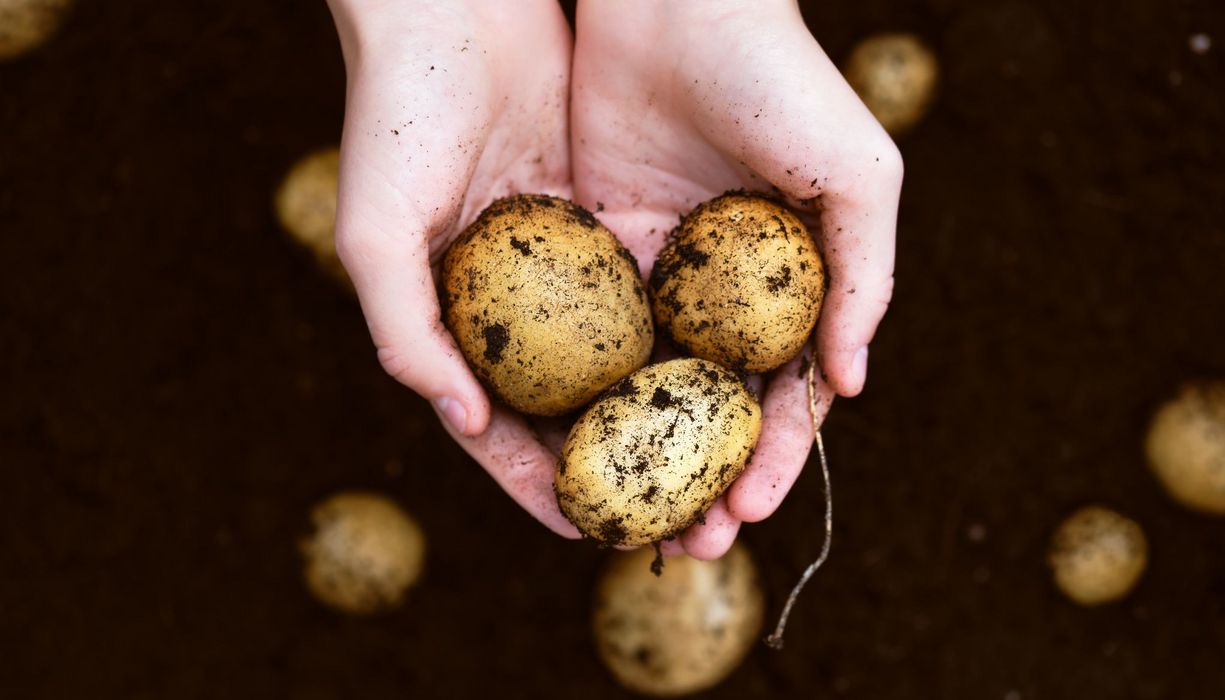 Frau, hält drei Kartoffeln in den Händen.