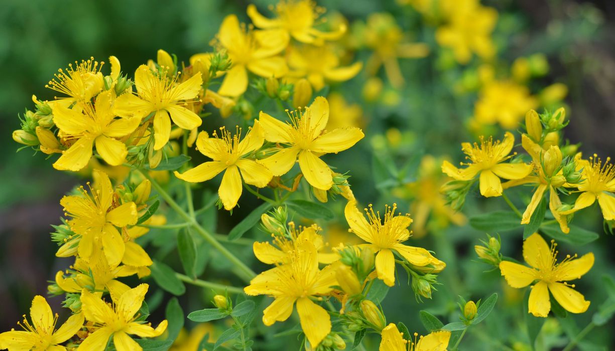 Johanniskraut hat gelbe, fünfzählige Blüten.