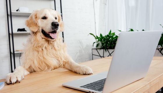 Ein Golden Retriever hat seine Pfoten auf dem Tisch und schaut auf den Monitaor eines Laptops.