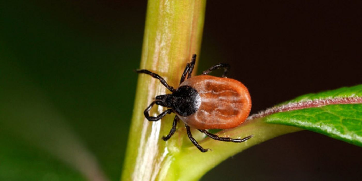 Aus Zeckenzement wollen Forscher einen biologischen Klebstoff bauen.