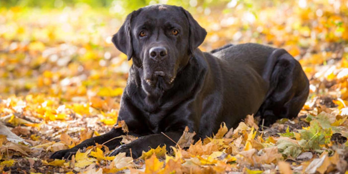 Beige, braun, schwarz Welche Hunde leben länger?