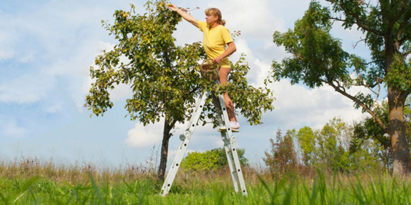 Frau in den 50ern, gelbes Shirt, auf einer Aluleiter pflückt auf einer Wiese Obst von einem Baum (Äpfel?)