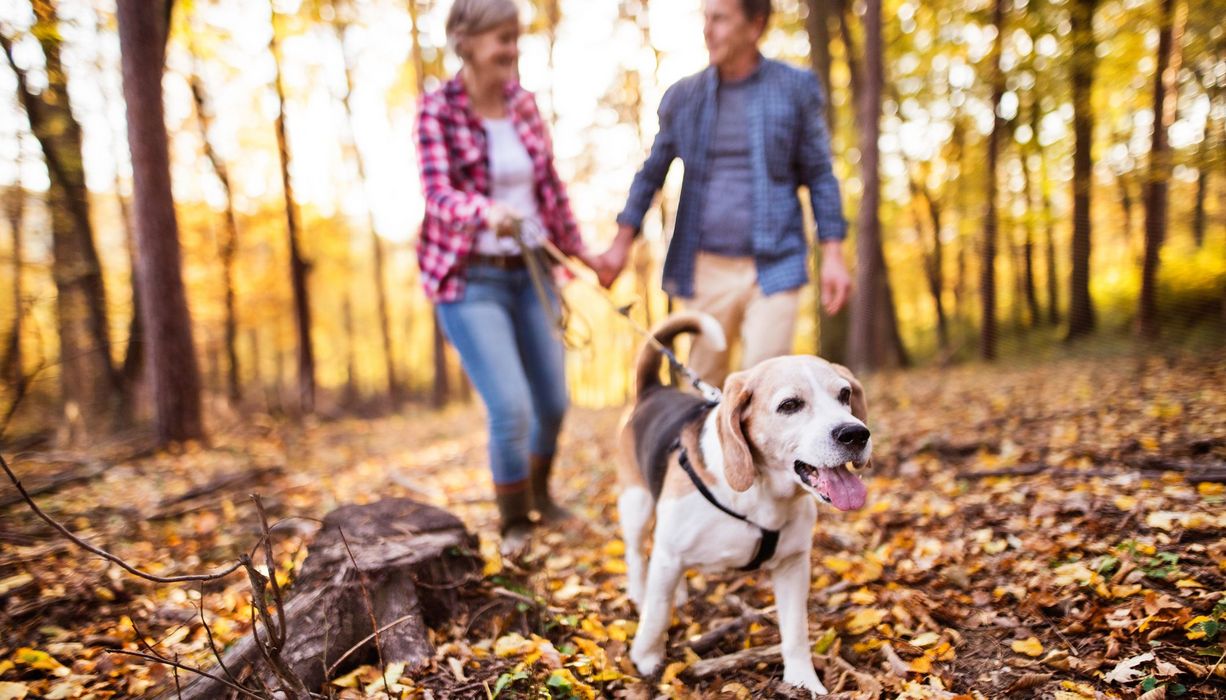 Pärchen, geht mit Hund spazieren.