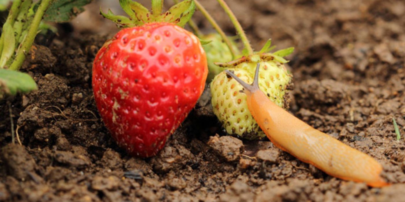 Nacktschnecke auf Gartenboden, an Erdbeere naschend