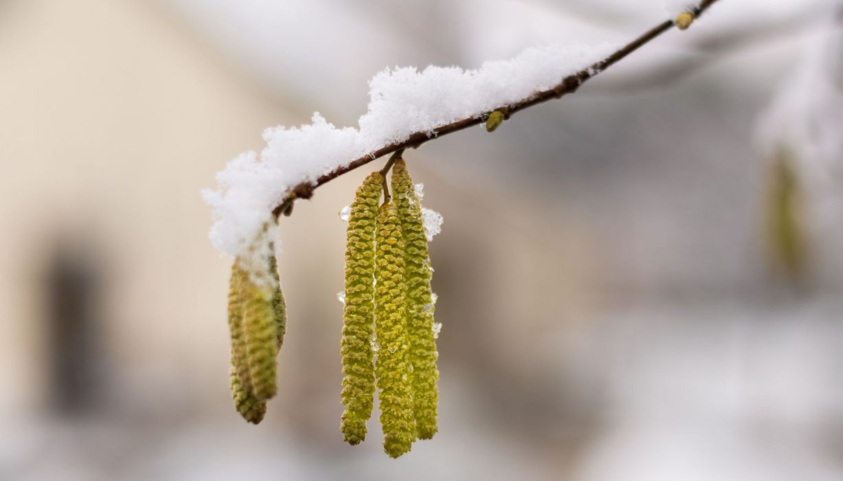 Hasel mit Schnee bedeckt.