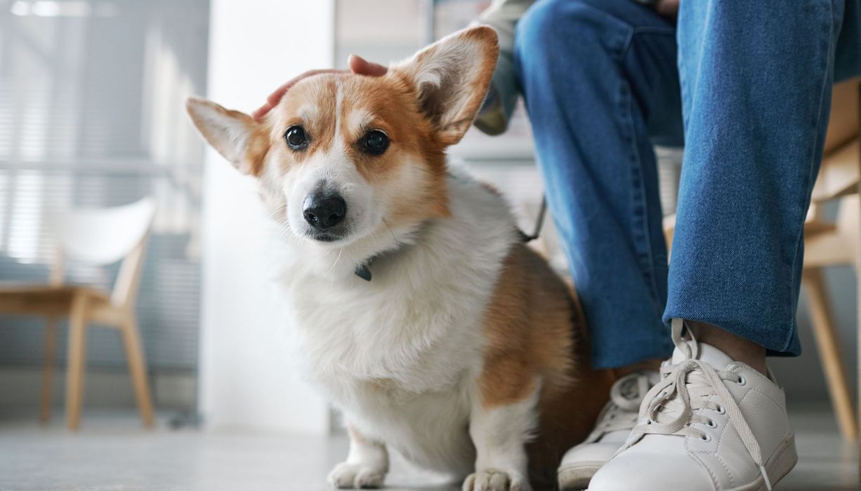 Kleiner Hund beim Tierarzt.