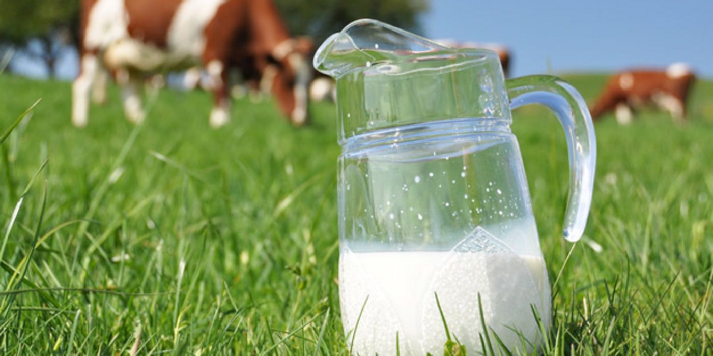 Halbgefüllte Milchkaraffe steht auf einer Kuhweide im Gras, im Hintergrund erkennt man eine Kuh